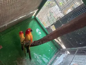 Sunconure Finches Rainbow Love Birds
