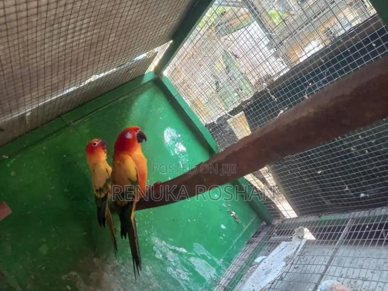Sunconure Finches Rainbow Love Birds