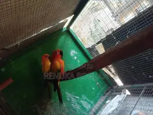 Sunconure Finches Rainbow Love Birds