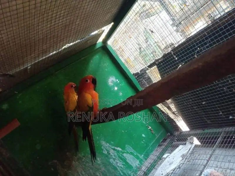 Sunconure Finches Rainbow Love Birds