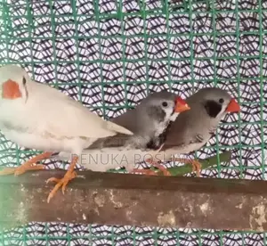 Sunconure Finches Rainbow Love Birds