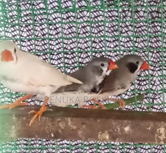 Sunconure Finches Rainbow Love Birds