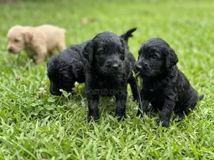 Cocker Spaniel Puppies