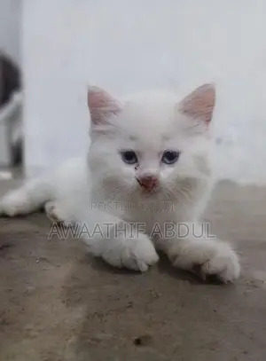 Persian Kittens