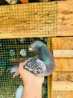 Pigeon