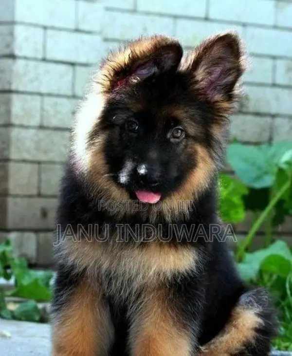 German Shepherd Puppy