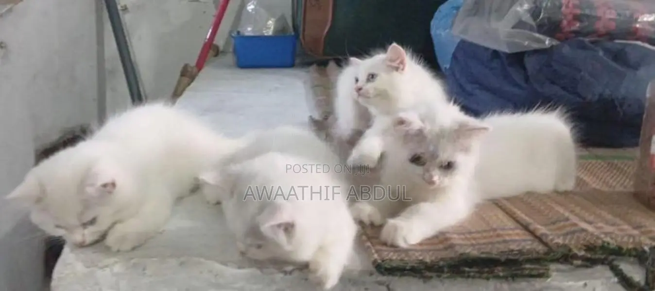 Persian Kittens