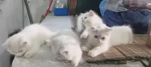 Persian Kittens