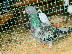 Pigeon