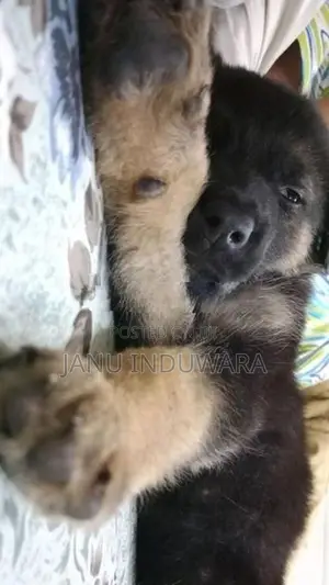 German Shepherd Puppy