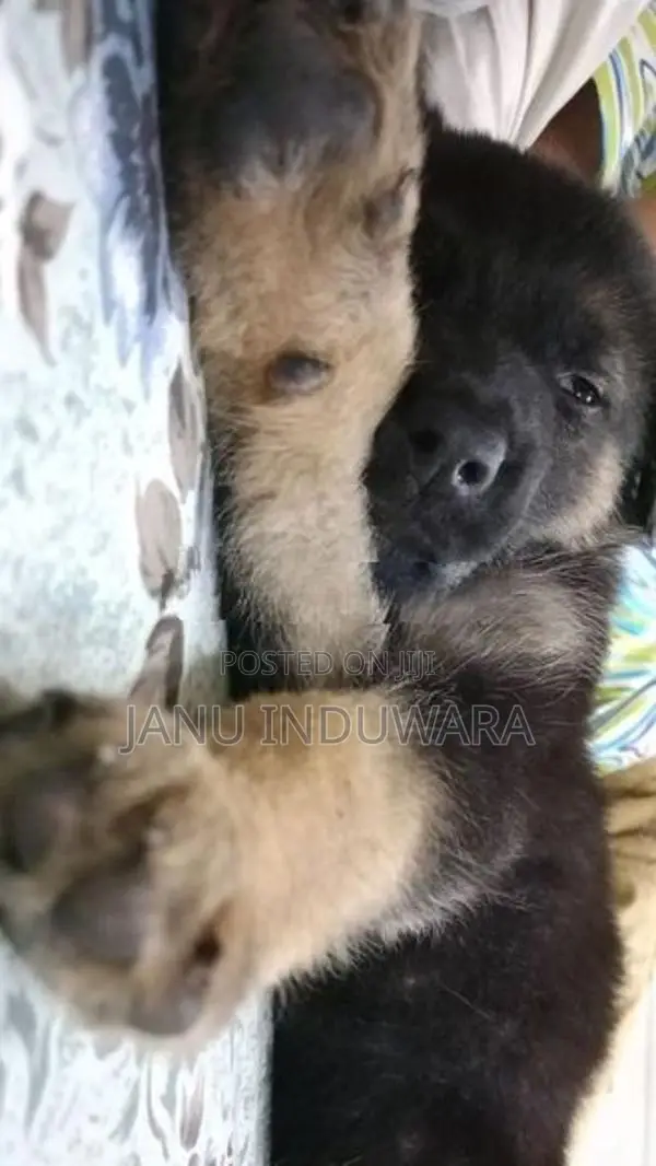German Shepherd Puppy