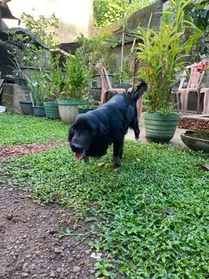 Cocker Spaniel Puppies