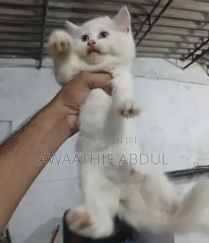 Persian Kittens