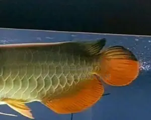 Golden Arowano