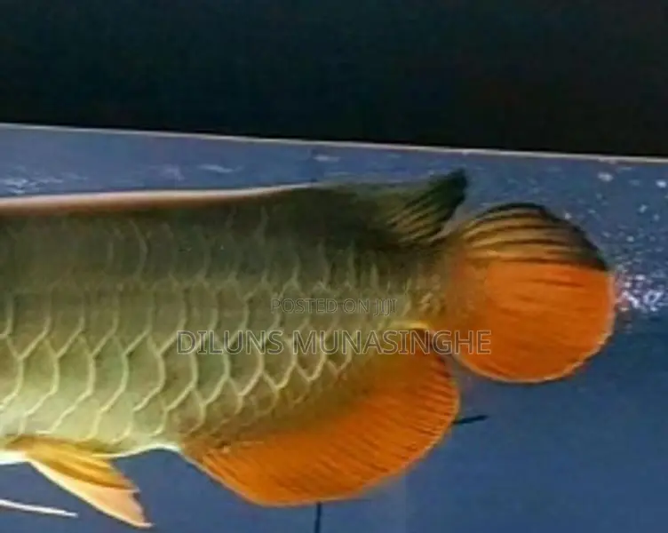 Golden Arowano