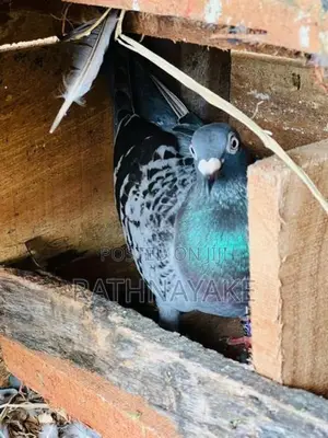 Pigeon