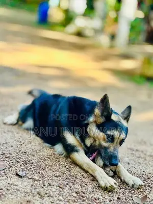 German Shepherd Puppy
