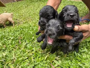 Cocker Spaniel Puppies