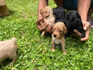 Cocker Spaniel Puppies