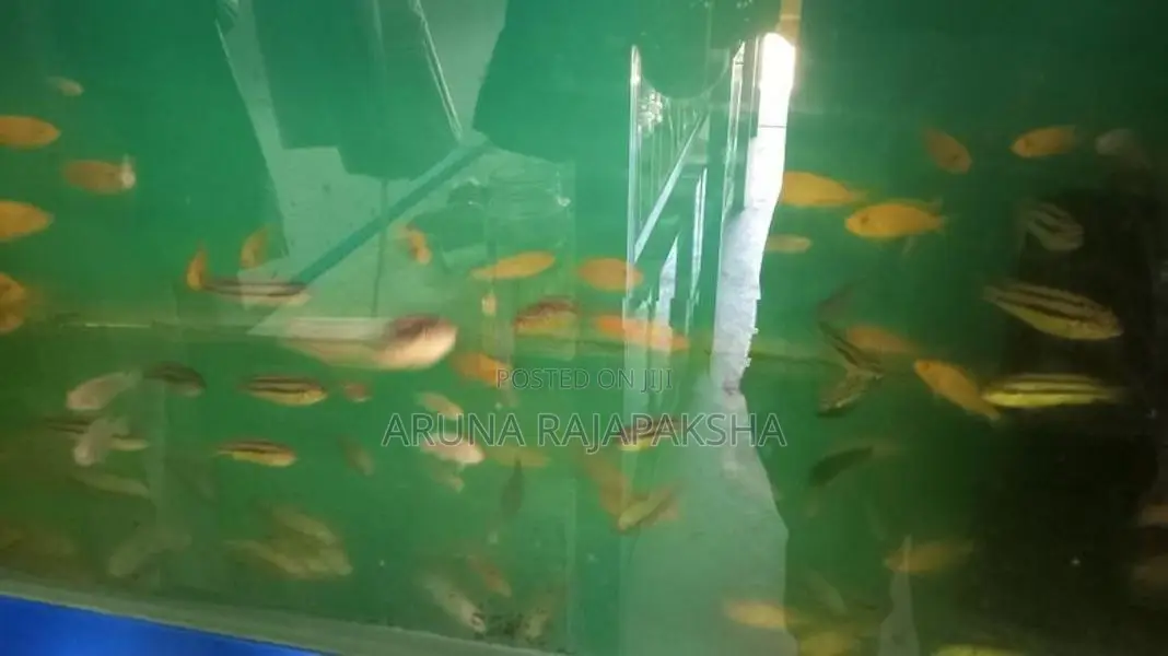 Malawi Fish
