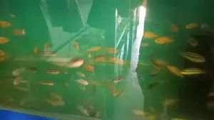 Malawi Fish