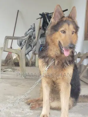 German Shepherd