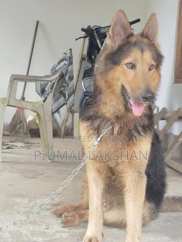 German Shepherd