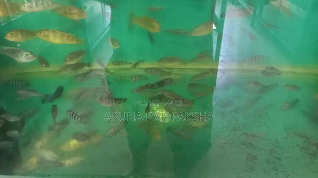 Malawi Fish