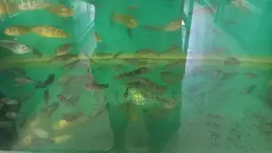 Malawi Fish