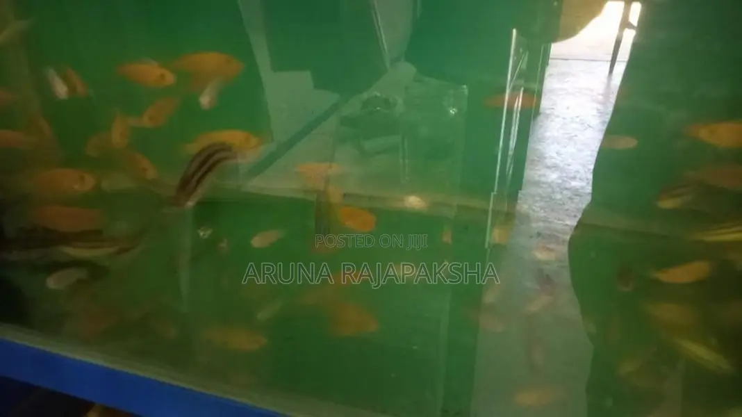 Malawi Fish
