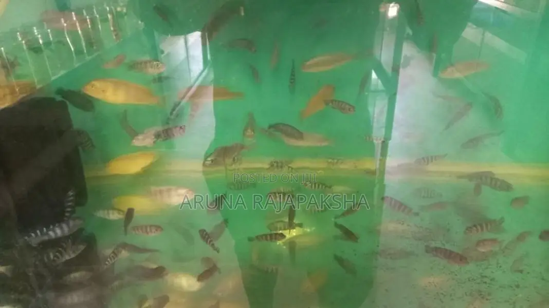 Malawi Fish