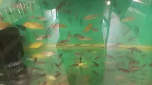 Malawi Fish