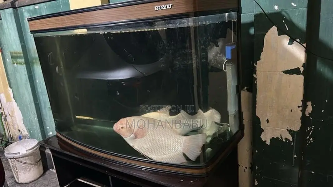 3.5 Feet Boye Imported Tank