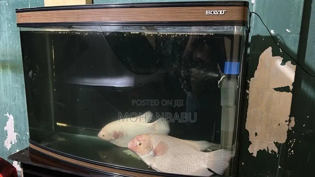 3.5 Feet Boye Imported Tank