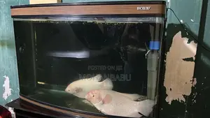3.5 Feet Boye Imported Tank
