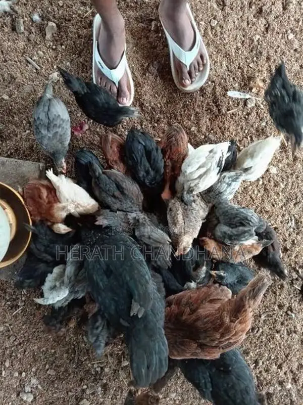ගන් කුකුළන්