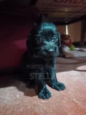 Cocker Spaniel Puppy
