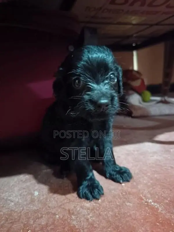Cocker Spaniel Puppy