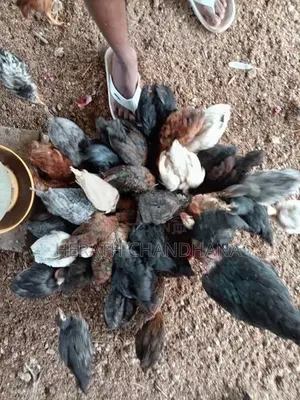 ගන් කුකුළන්