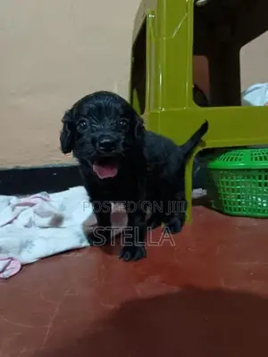 Cocker Spaniel Puppy