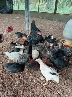 ගන් කුකුළන්