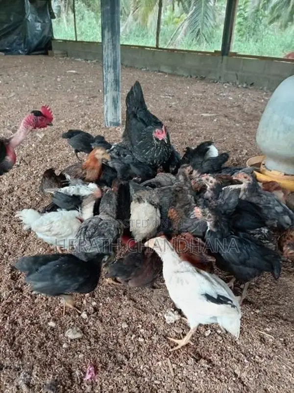 ගන් කුකුළන්