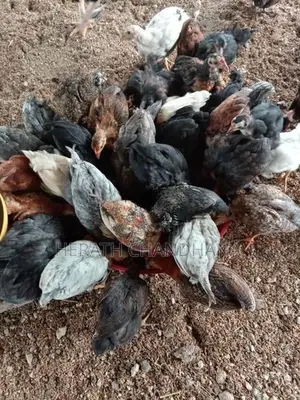 ගන් කුකුළන්