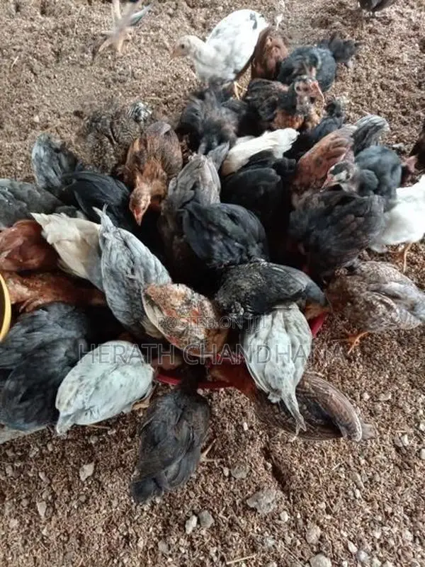 ගන් කුකුළන්