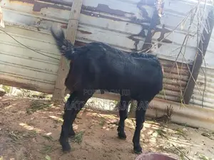 Jamunapari Kida