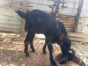 Jamunapari Kida