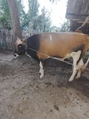Male Cow