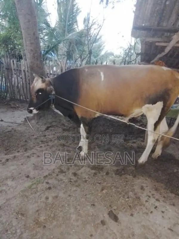 Male Cow