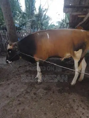Male Cow