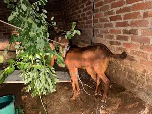 ஆடுகள்